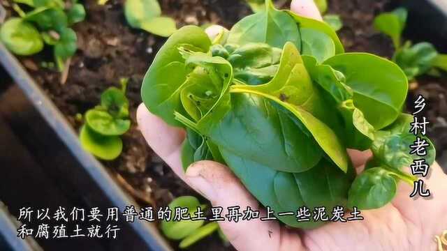 冬季家庭菠菜种植小窍门,这样种植7天出苗,30天就能采收