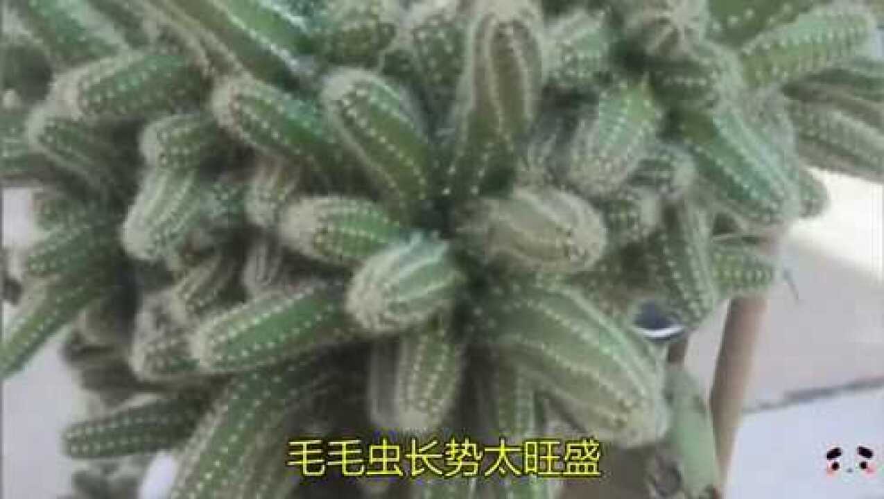 仙人掌能嫁接毛毛虫毛毛虫长势太旺盛快支撑不住了搭了个架子