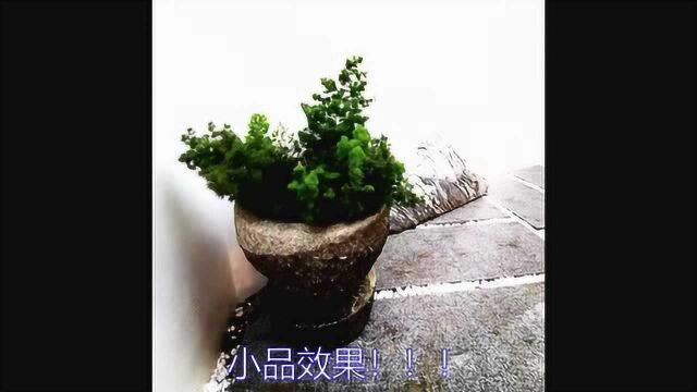 中式禅意花园