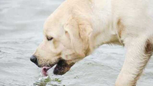 狗狗喝水大有讲究,5种水狗狗喝了会致命的,自来水就是其中之一