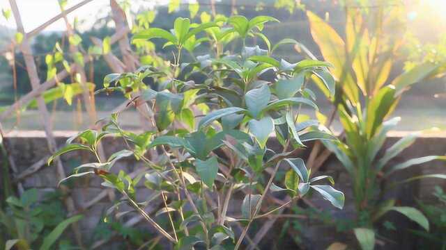 室内养桂花牢记几点,开花多香味浓,满屋飘香