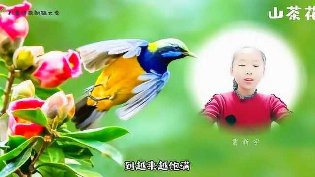 诗歌朗诵配乐视频《山茶花》——贾新宇朗诵散文山茶花