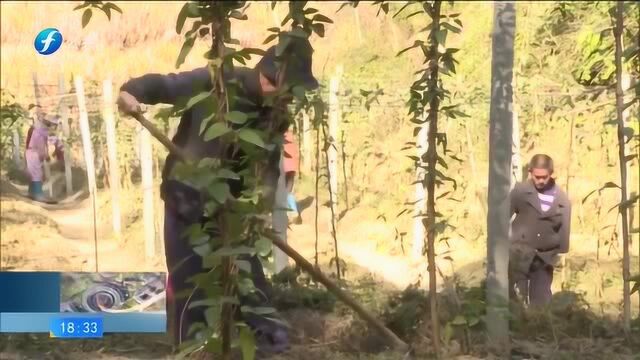 宁化:农村黄精种苗基地成新型经营主体 助力乡村振兴