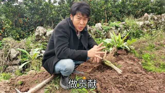 今年广西沙糖橘面临出售问题,果农坎果树,只想减少投入成本!