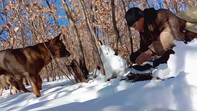 进山扒开一个冒气的雪包,一看高兴坏了,这是发现了啥?