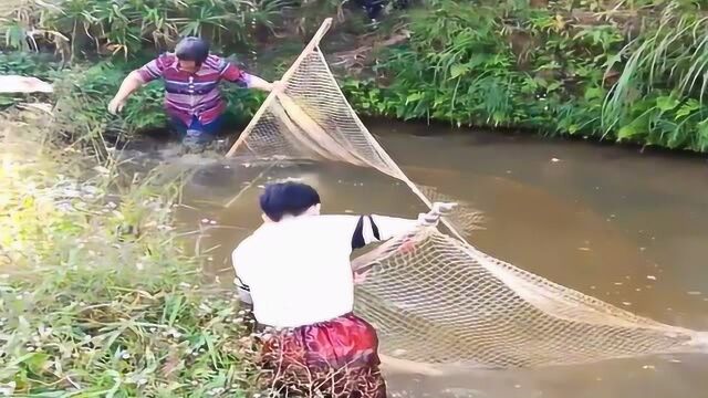 村里的小河沟水位变浅,小伙和奶奶一起用拦河网捕鱼,太厉害了!