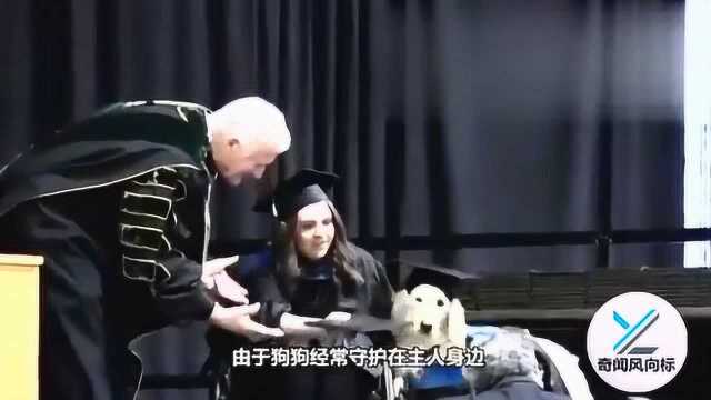 全球学历最高的狗,被授予硕士学位,网友吐槽真是“人不如狗”