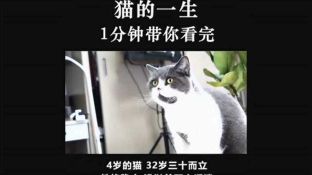 猫的年龄与人的年龄对照,带你看完猫的一生,几个关键时期要心里有数