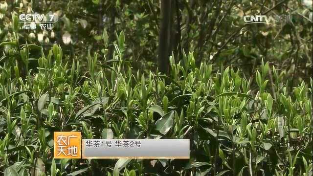 福鼎白茶中什么是华茶1号,华茶2号?看完就知道了