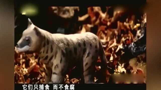 鬣狗竟然是猫科动物?原来它的身世大有来头!