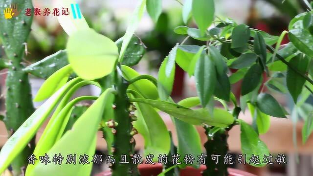 这几种花别养在室内,不仅不吉利,还有负面作用赶紧搬出去