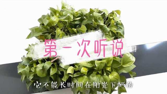 小伙第一次听说花不能晒太阳,客厅的花怎么办?看看小伙怎么做的