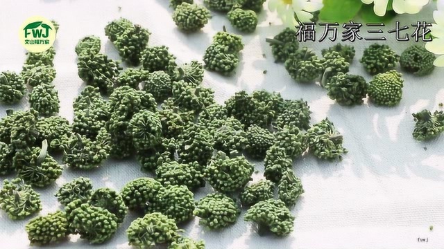 什么样的三七花好?看过文山福万家精选的四年三七花才知道好的三七花什么样