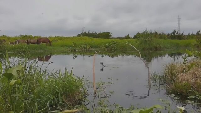 荒野水塘老外投放两根插杆钓,刚离开就开始上货钓杆被拉的东倒西歪