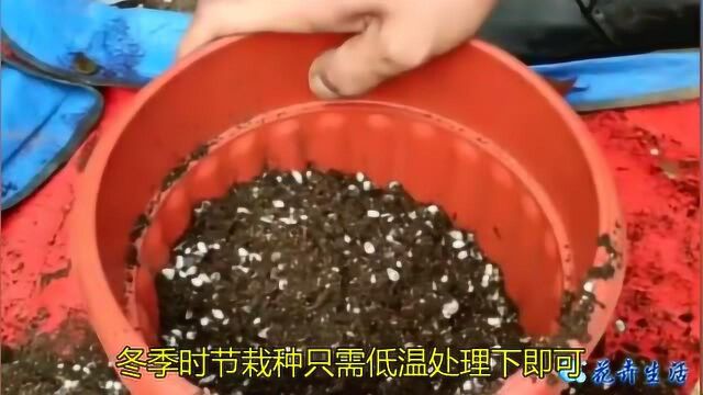 郁金花啥时间种过年能开花?冬季栽种只需低温处理下即可,种种球技术跟我学