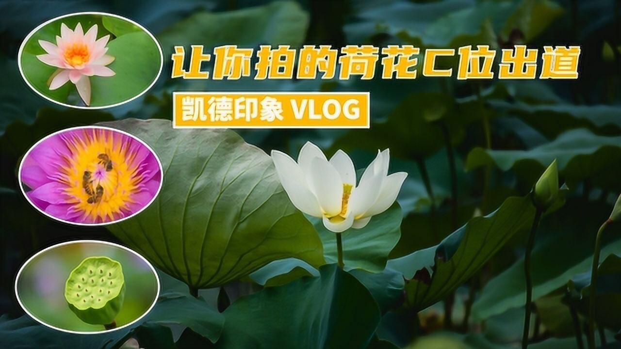 让你拍的荷花C位出道 凯德印象VLOG