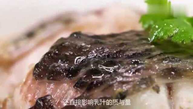 哺乳期妈妈常吃这几类食物,有助下奶,还不会长胖,促进宝宝发育