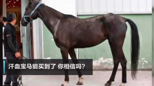 汗血宝马也能买到?江苏6匹汗血宝马线上拍卖