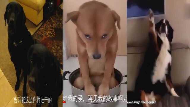 狗狗露出邪恶的表情,看不到、看不到我