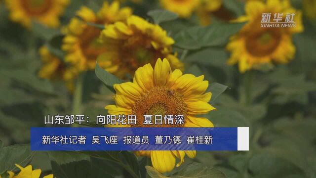 山东邹平:向阳花田 夏日情深