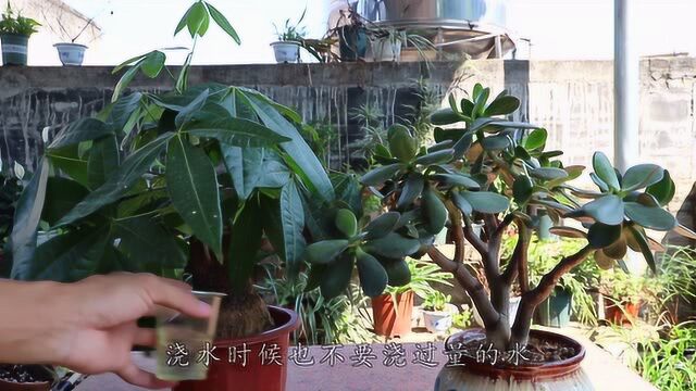 2种植物最适合室内养,养眼又能净化空气,新手也能养好它们