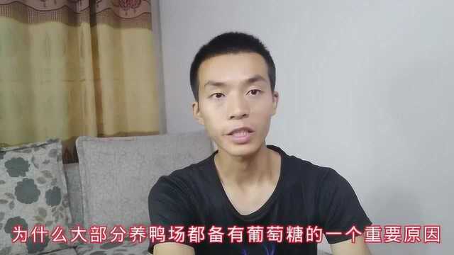 为什么大部分养鸭场都备有葡萄糖?因为它有这些你不知道的功效