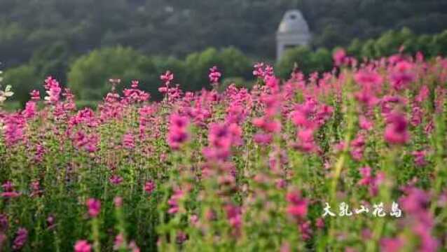 滨海旅游度假区花岛