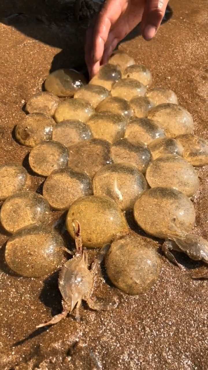 在海边这样的泥螺卵特别多马上就要孵化了