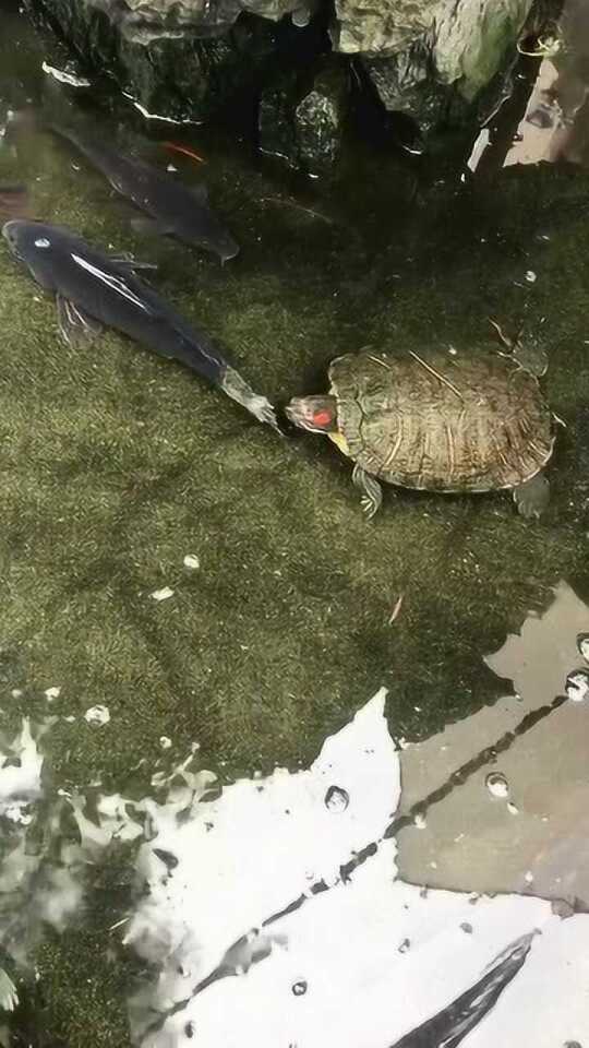 Thumbplayer Poster Plugin Image