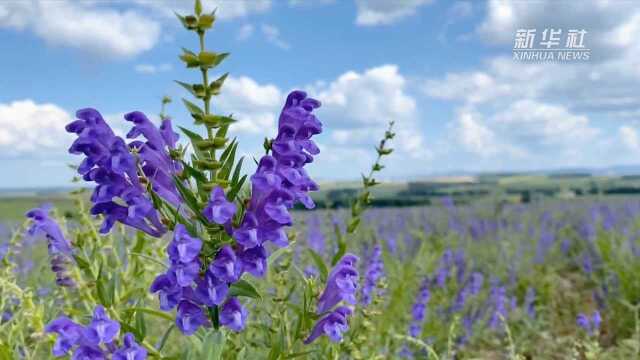 黑龙江勃利:“北国”小城药草飘香