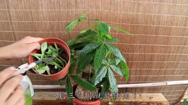 养发财树不用花钱,厨房里找2种“宝贝”,养得枝繁叶茂