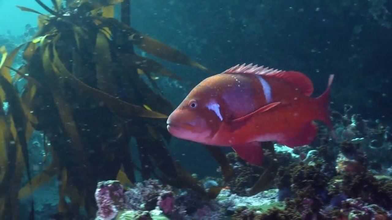 奇幻的海洋世界包罗万象!看尽海洋生物多姿的百态生活!