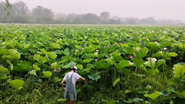 你们喜欢荷花吗?这一眼望不到边的荷花真的赏心悦目