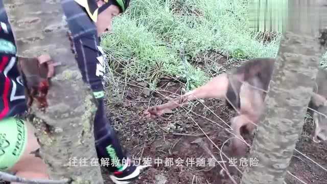 男子解救被困铁丝网的羚羊,羚羊获救后突然暴起,简直太惊险了