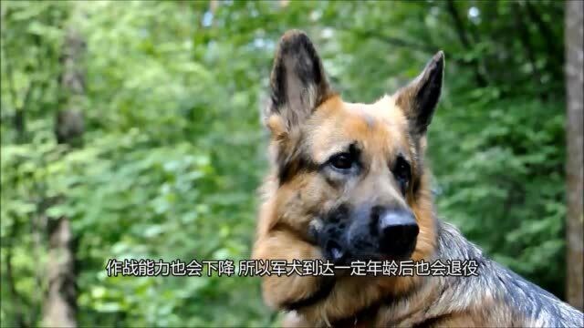 退役军犬的结局,俄罗斯发工资,英国安乐死,我们呢?