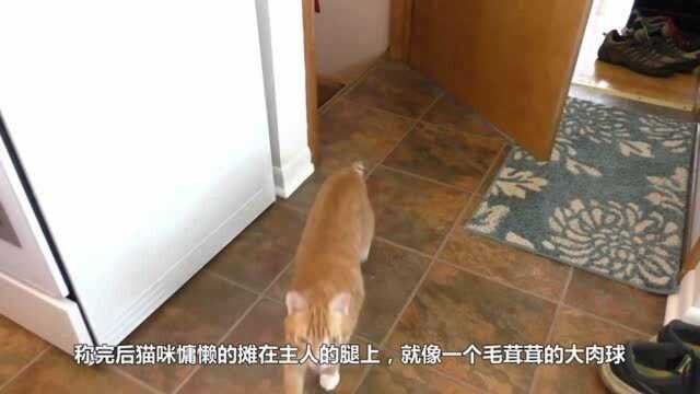 橘猫重达16斤,慵懒地坐在主人的腿上,像个大肉球!