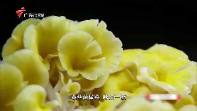 老广的味道:“金黄蘑菇”风味独特,烹炒之后成为下饭佳品