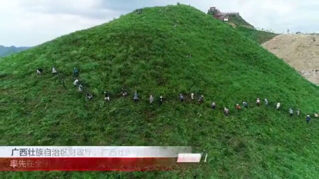 114广西壮族自治区财政厅、广西壮族自治区林业局联合下文率先在全国试行油茶收入保险