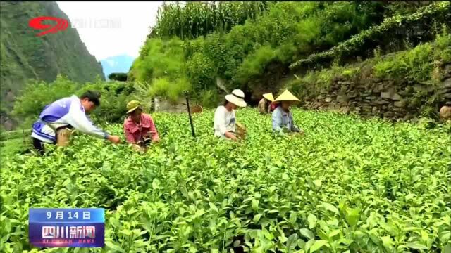 四川新闻 | 70年看甘孜:富民强州 产业发展在提速