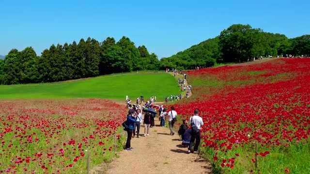 漫步于日本皆野駅花园