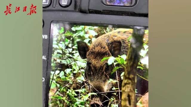 武汉高校内又现野猪!一大一小山林内觅食