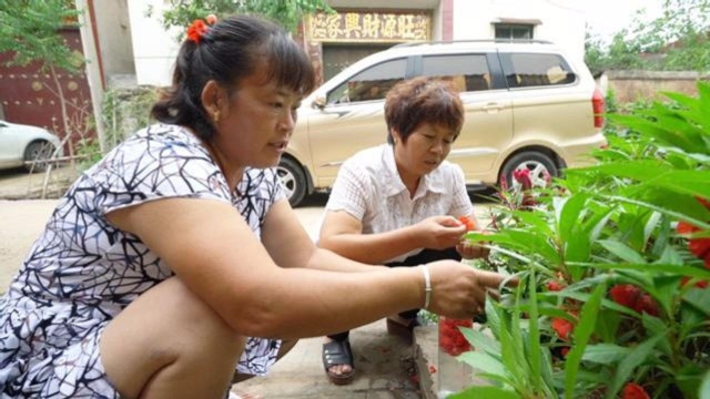 农村翠香门口摘指甲草,说是以后有妙用,好妮一听赶紧来帮忙