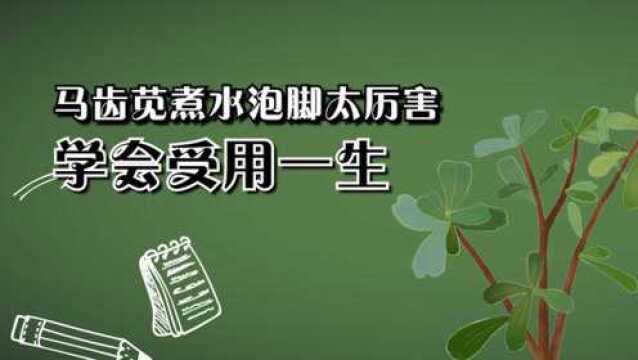 马齿苋煮水泡脚太厉害,大多数人不知道,学会受用一生