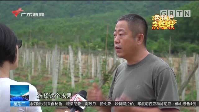 阳江:小小百香果化身脱贫“致富果”