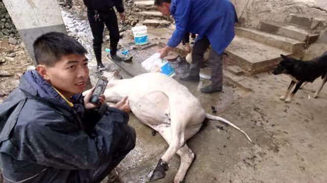 这地下冒出的水有80摄氏度,给牛退毛好爽呀,要多少热水就有多少