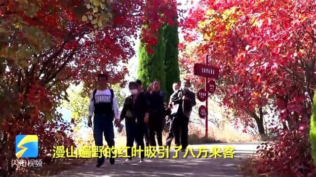 济南章丘区垛庄镇:满山红叶铺就“五彩山村”振兴发展路