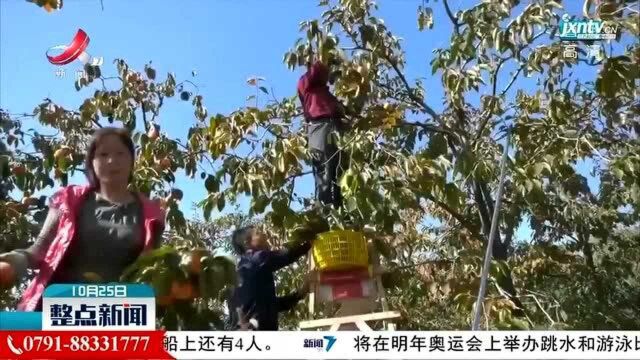 陕西富平:深秋时节“柿”意浓