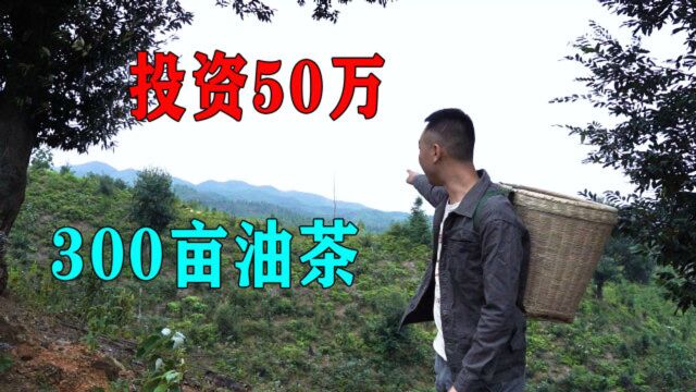 老表投资50万种油茶,300亩油茶今年开卖,这收入你觉着怎么样?