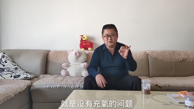 挑战象牙白第8天,母鱼死了,惨痛的教训提醒余月,买鱼还是要买亚成鱼