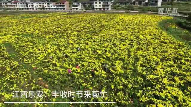 【“飞阅”中国】江西乐安:丰收时节采菊忙